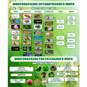 Школьный стенд по биологии Царство животные Царство растения